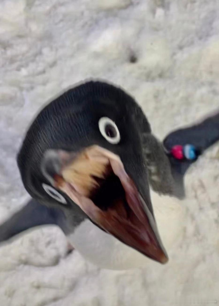 愤怒的阿德利企鹅🐧 