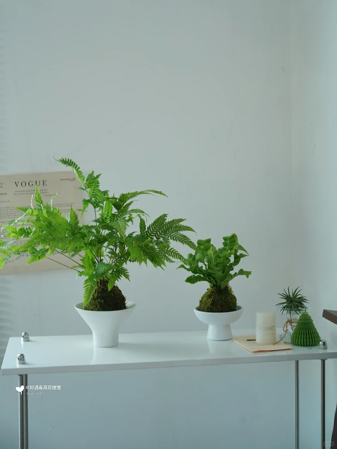 夏日清新|享受植物带来的片刻安宁