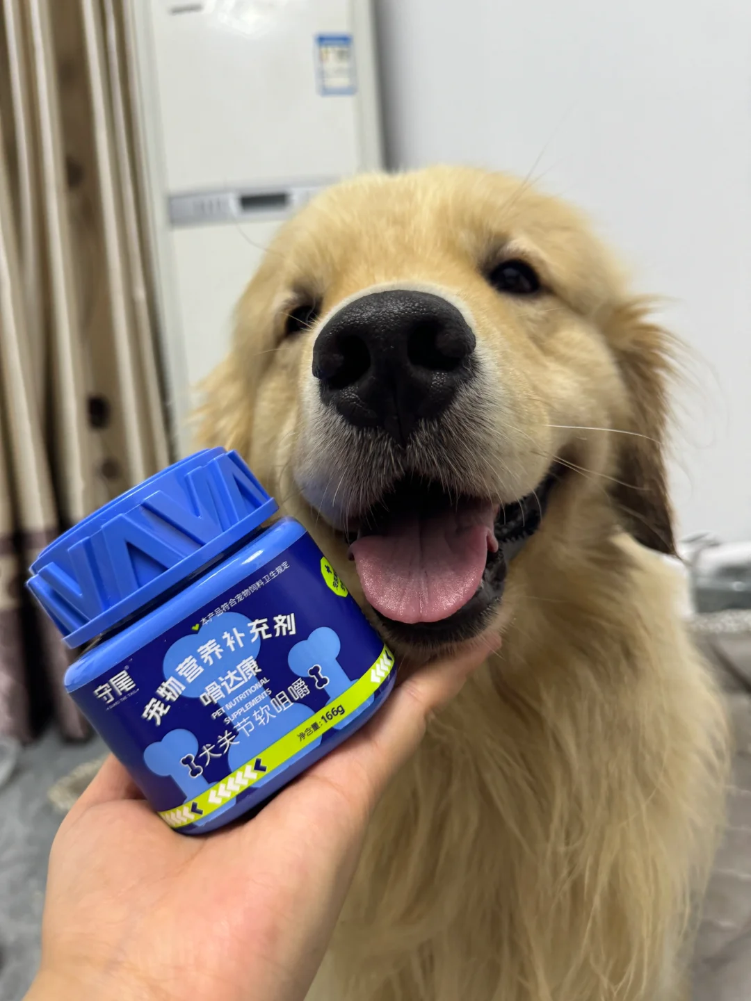 养金毛的 真的都去买