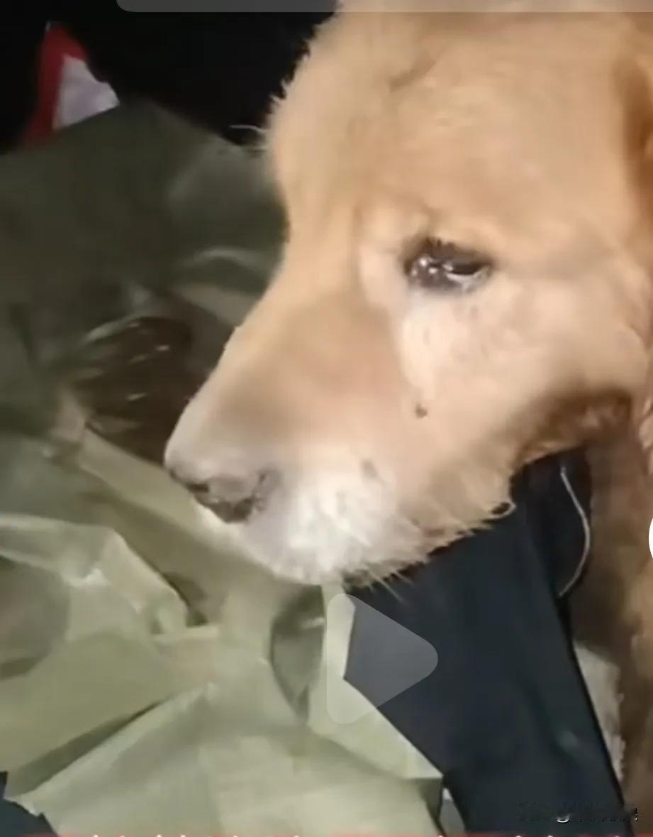 屠宰场拉布拉多犬看到那么多同伴都死了，想到自已也快要死了，难过的泪水一直往下流，