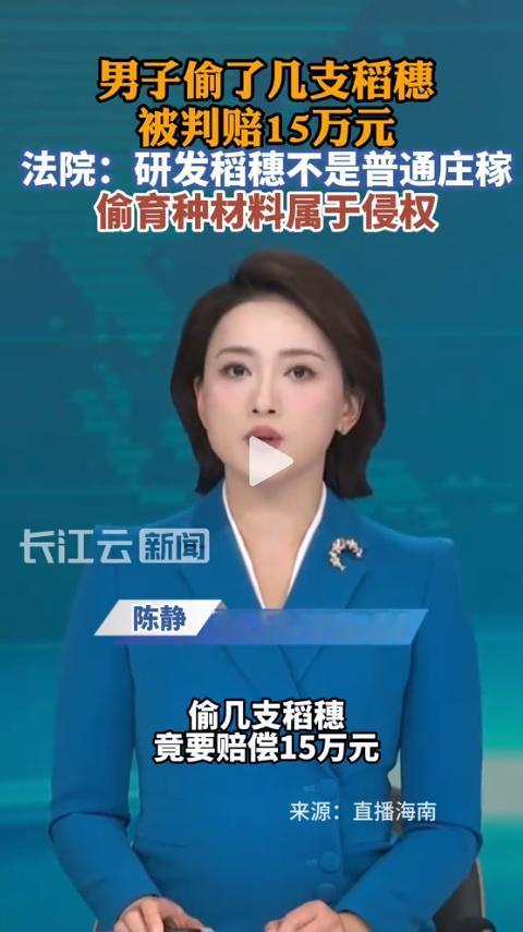 这锅米饭，怕是咽不下去！海南三亚，一名男子溜进了一处育种基地，顺手薅走几根稻穗。