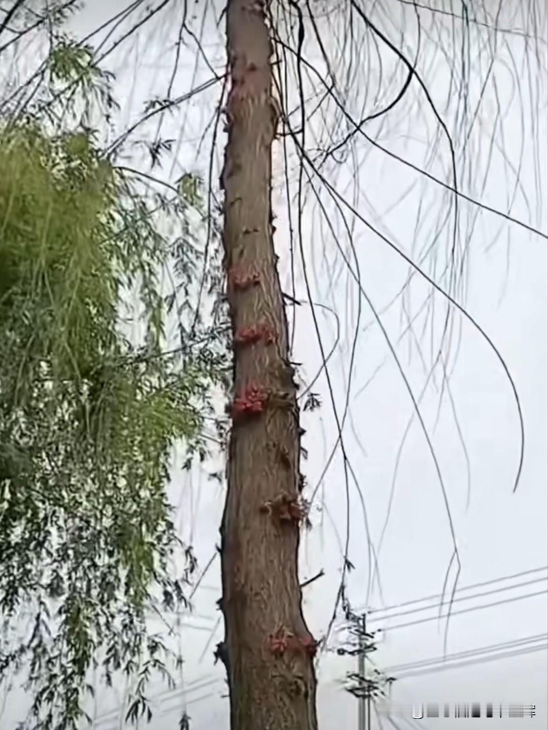 大千世界，无奇不有。辽宁铁岭昌图县八面城镇出现罕见景象，柳树竟开出繁花，实属千年