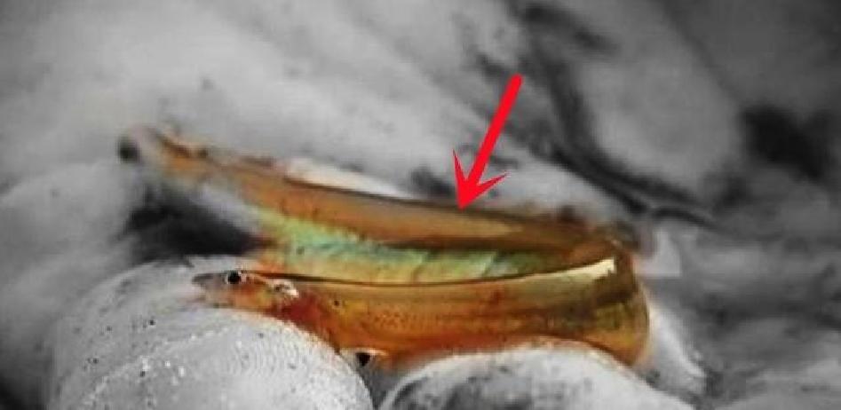 河岸警报！亚马逊“牙签鱼袭人”话题骤然升温！
 
据最新报道，美国高校研究团队公