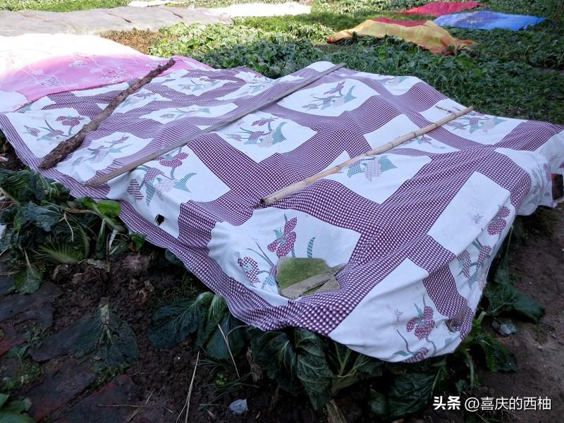 床单一周洗一次？90%的人都做不到

专家说床单枕套最好一周洗一次，不然会滋生百