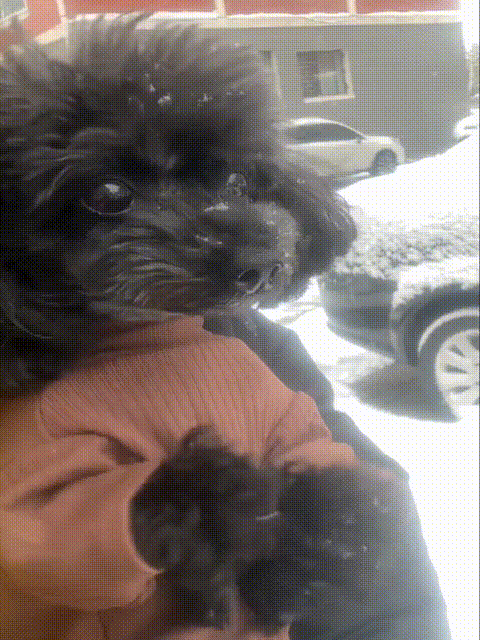 东北一下雪，小狗狗们就冻的开启了振动模式，有的走路都直打滑，抗不抗冻全看毛发有多