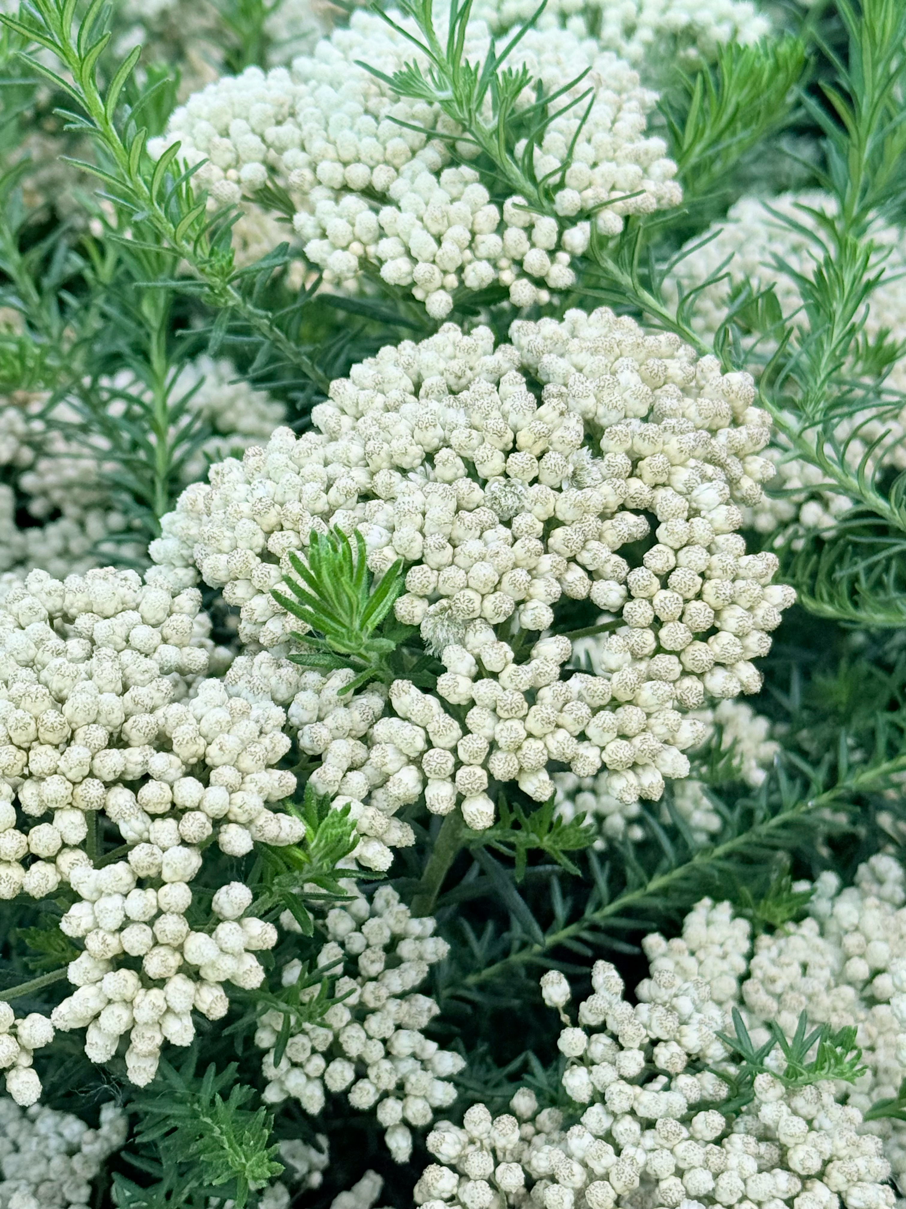 澳洲米花。在万象城前面见到一种花，查到是澳洲米花。似乎有点印象中宁夏沙葱的气味。