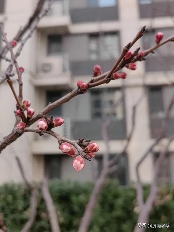 “天南地北大拜年”真是春节超有仪式感的事儿。它寓意着新一年的美好祝愿，大家通过电