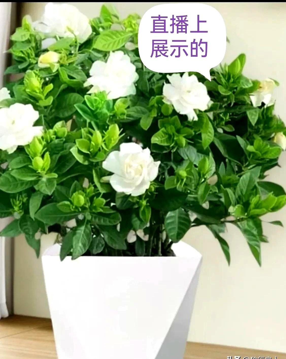 某音商城很多都是假的，骗人的。

我平时很少在某音商城买东西，前两天在今日头条上