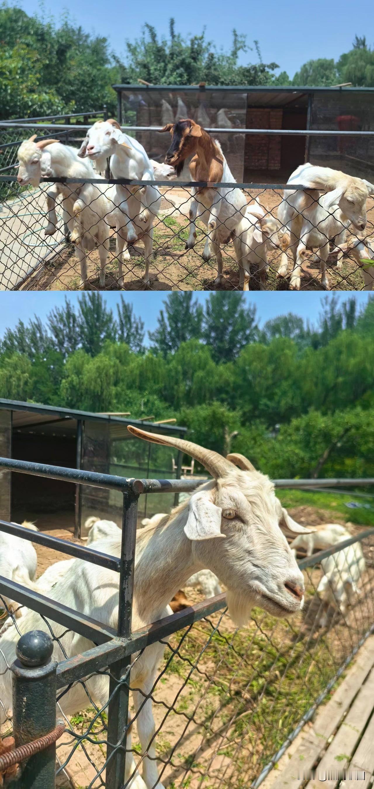 某驻山区村干部，教育系统下来的，为带动村民增收，积极联络市县教育局，共同推动建立