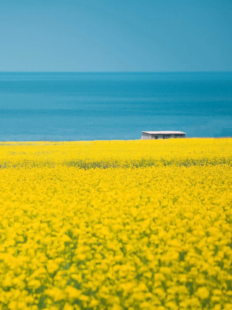 青海湖油菜花已为你开好