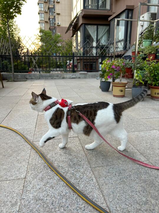 群猫荟萃