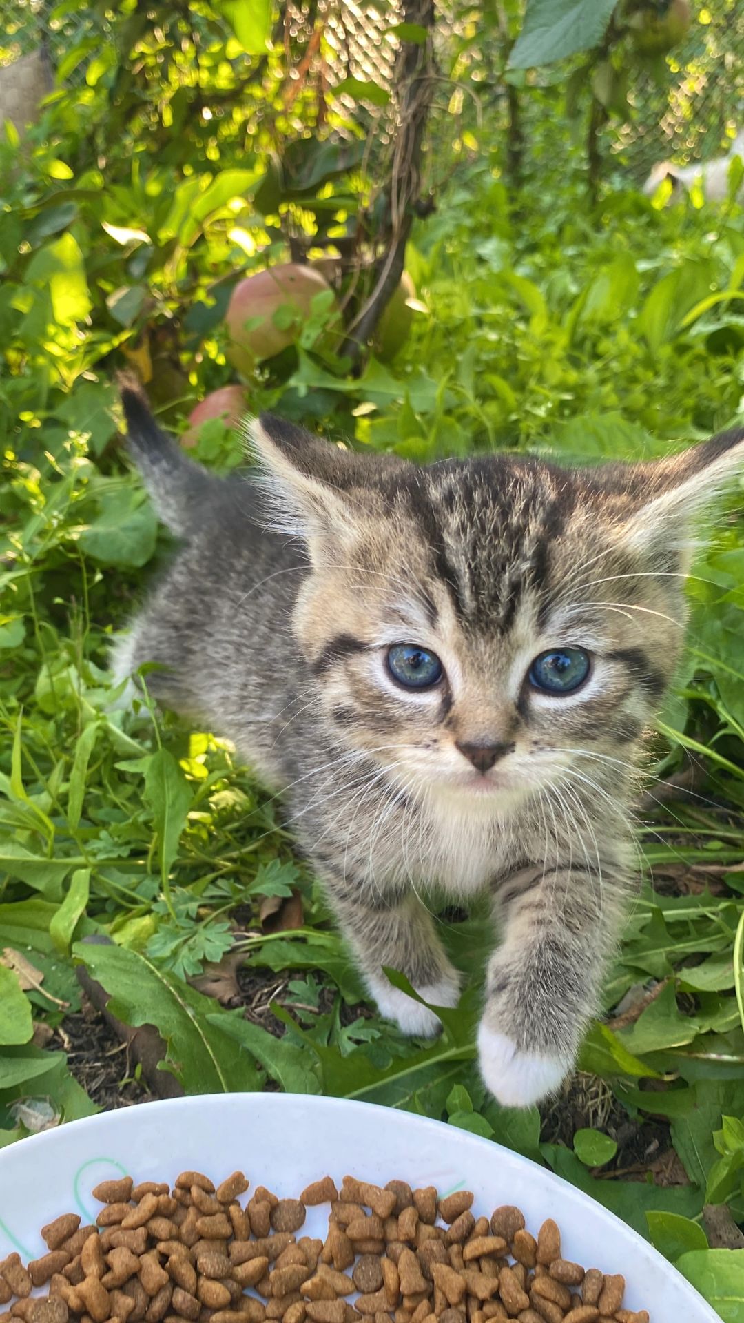 被生在草丛里的崽小时候vs长大后……换了个猫
