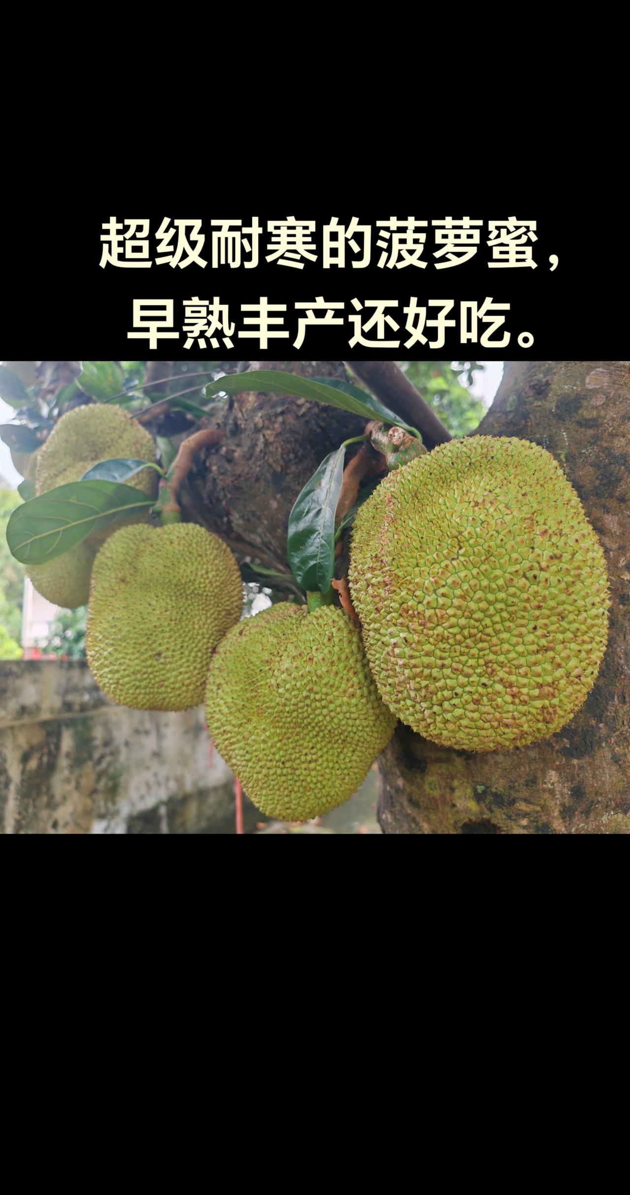 超级耐寒的菠萝蜜，早熟丰产还好吃。超级耐寒的菠萝蜜，早熟丰产还好吃。菠萝蜜
