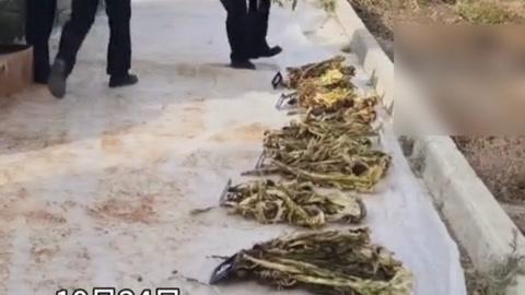 5000株天山雪莲啊！这位老兄可真是“攒了四年一锅端”，结果出货前就被警察逮个正