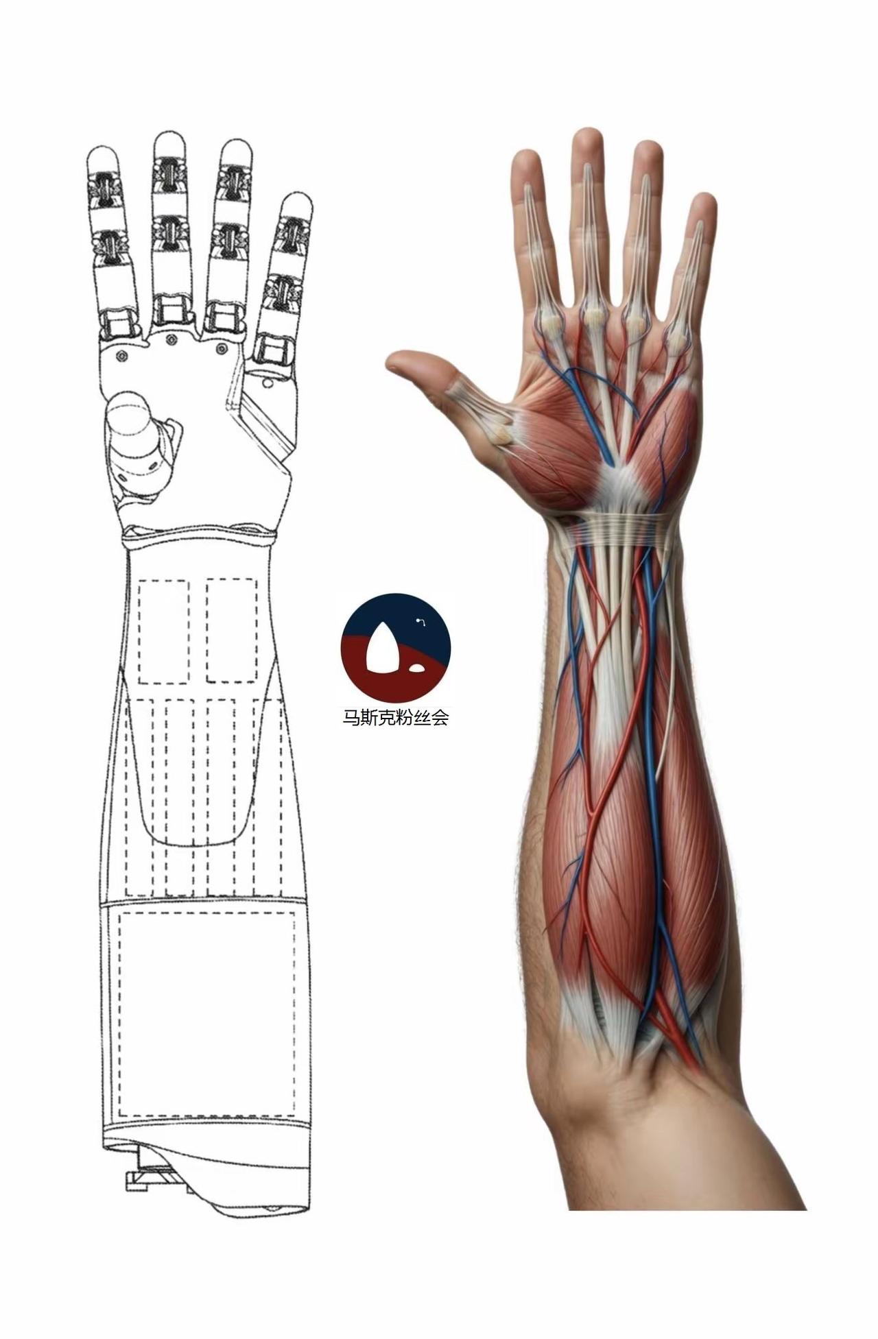 特斯拉刚刚发布的灵巧手专利图，
和人类真正的手的对比，
来看看体会体会。