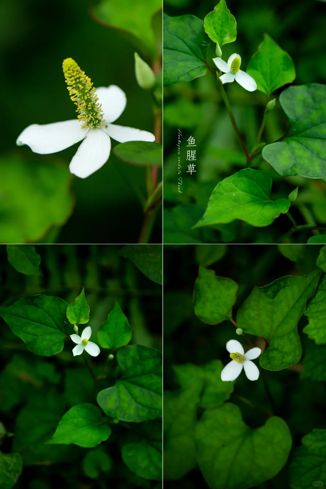 大自然的馈赠“鱼腥草”