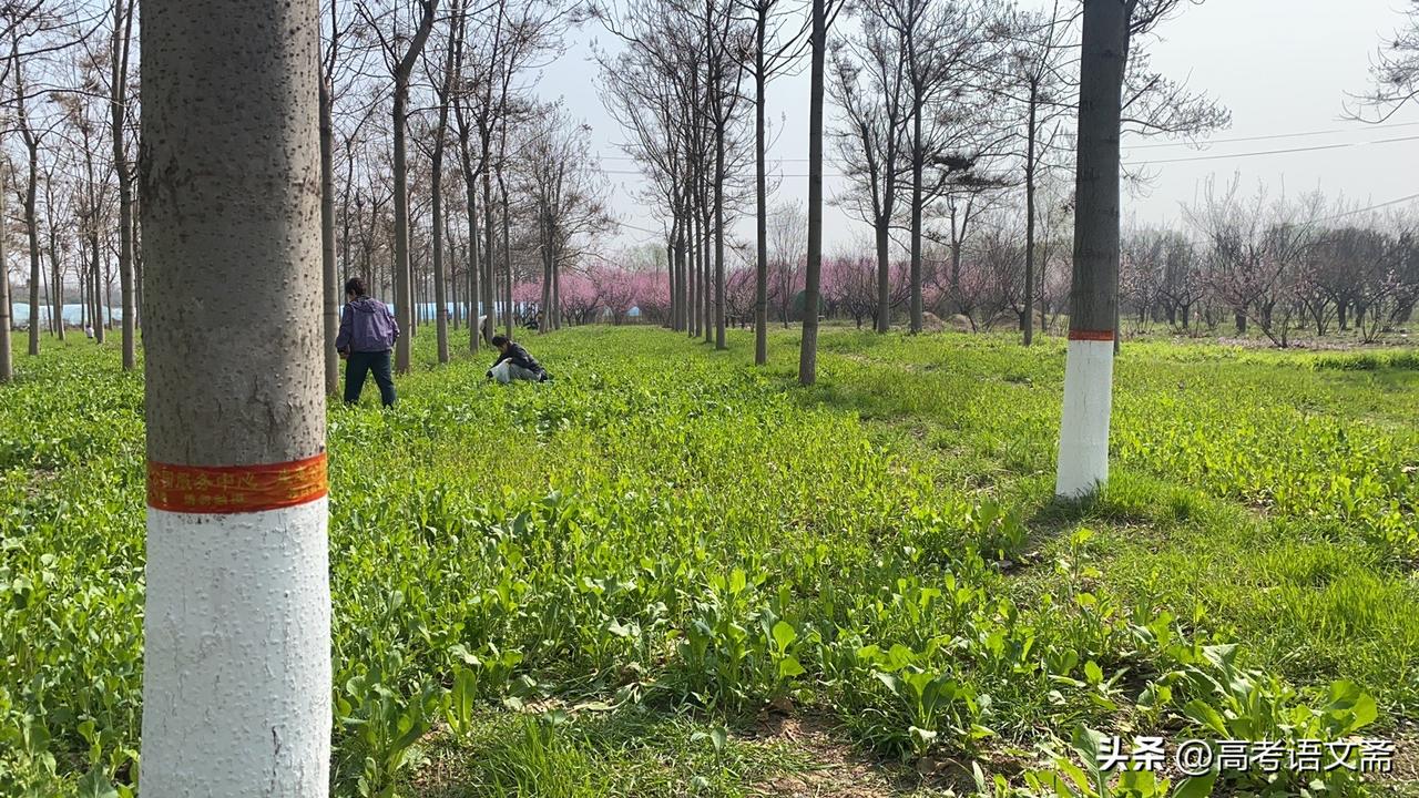 春日生活打卡季春日野餐，绿意盎然，与友共享美好时光。
