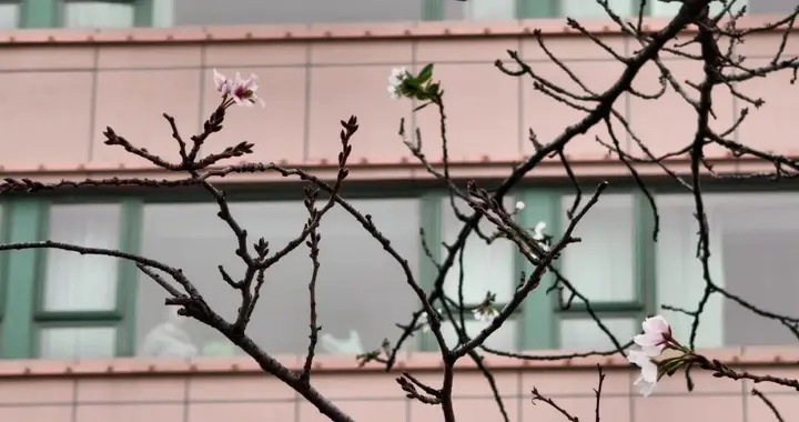 5℃！这波真的猛，武汉人请提前准备