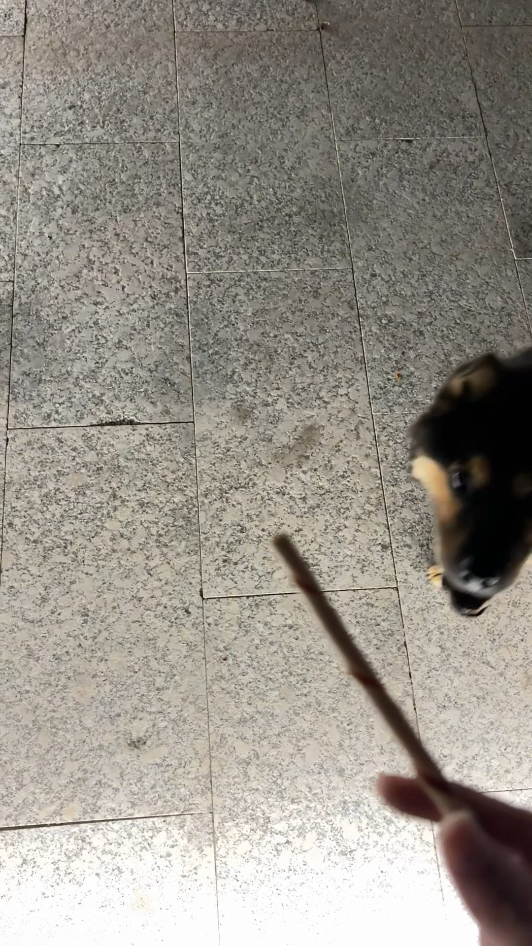 翻到狗🥰🥰 ​​​