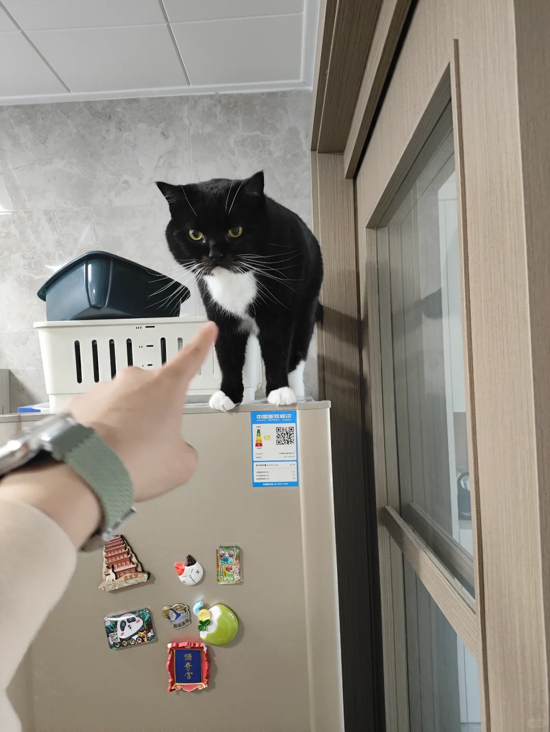 来自冰箱顶的凝视