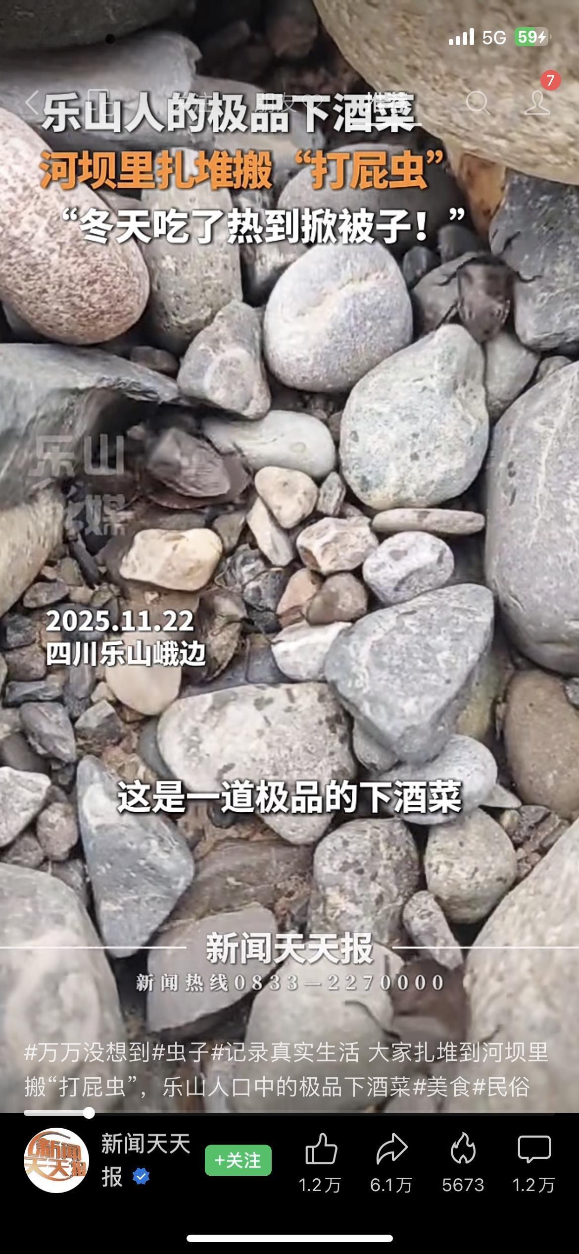 乐山人这波操作太会了！河坝里搬“打屁虫”，500块一斤还抢着挖？
最近乐山的河坝