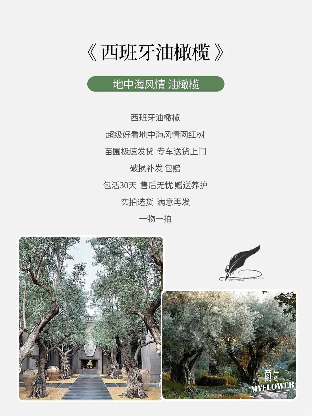 西班牙油橄榄|网红庭院主树 苗圃基地直供