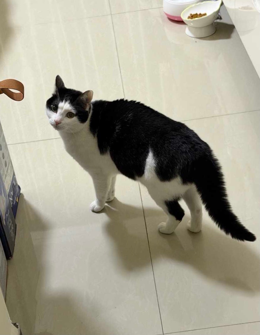 把窗子永远封起来好吗？别猫的声音让我有点闻风丧腚了。daily奶牛猫奶粉投稿