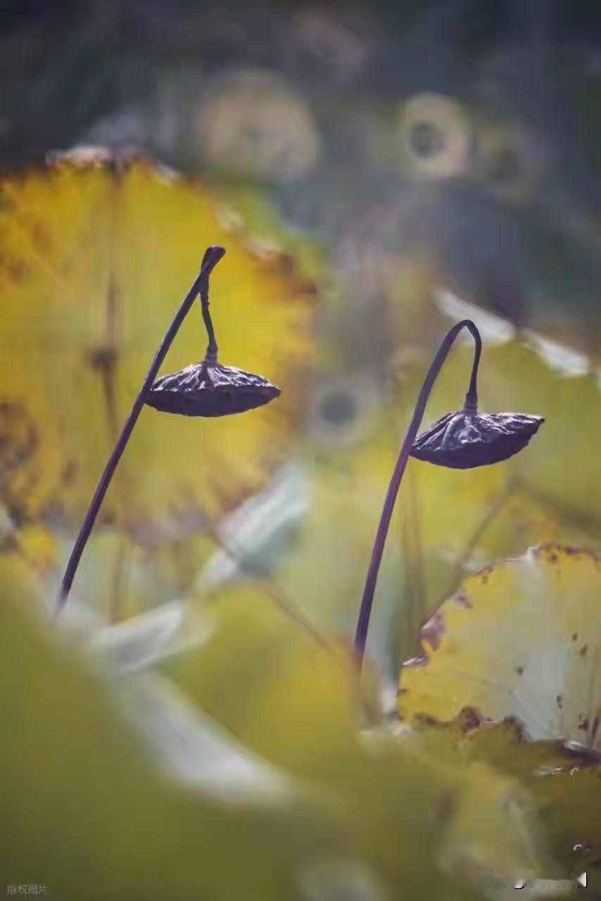 故友重逢，总有缘分深浅，一定是情分的量积攒够了，彼此才会骤然碰撞到。
