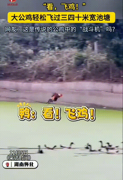 知道鸡会飞，没想到能飞这么远啊！湖南怀化，一男子分享自己养的土公鸡会飞，原以为鸡