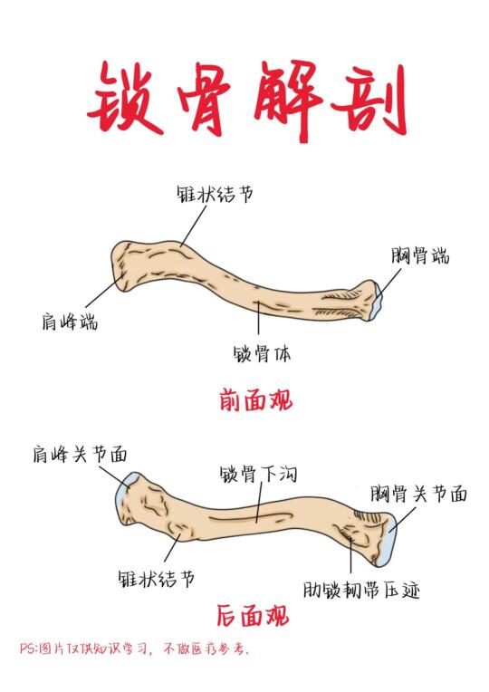 医学生笔记——锁骨解剖