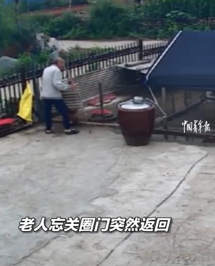 “太好笑了！”7月20日中国青年报报道，黑龙江一大爷早上去放鹅，大爷一打开鹅圈门