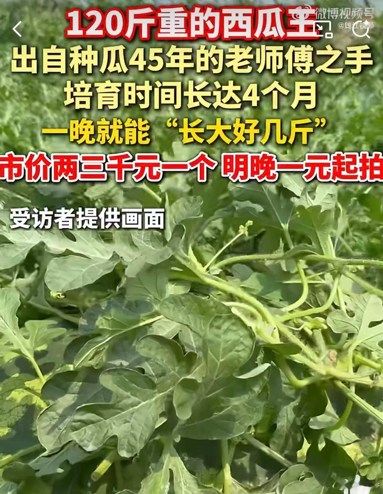 130斤的巨型西瓜曾拍卖到1.3万元 巨型西瓜，看着就喜庆！红瓤鼓鼓囊囊的，好想