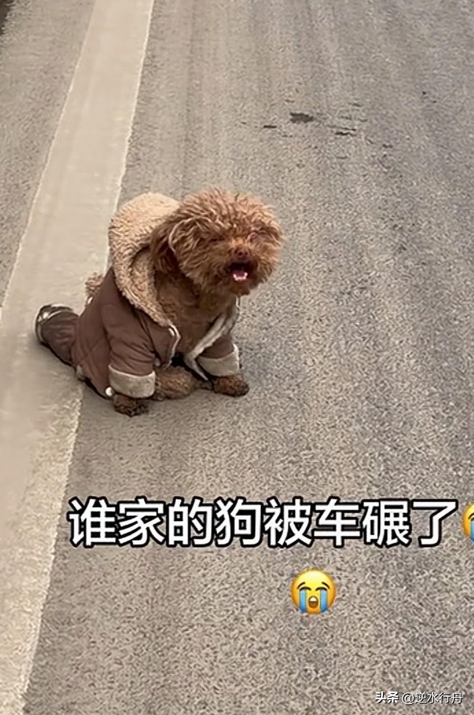 被抛弃的小狗穿着厚厚的外套过马路时被车碾断了双腿，无助的坐在地上哀嚎。也许它曾经