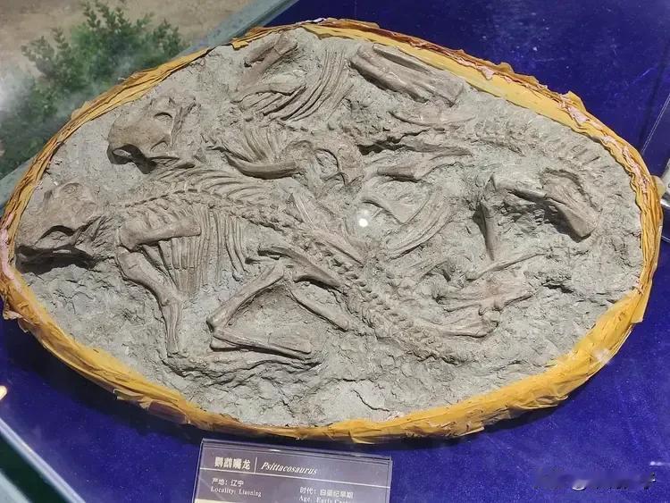 广西壮族自治区自然博物馆-地球与生物历史展，不拘泥于书本，了解地球上生命演化，不