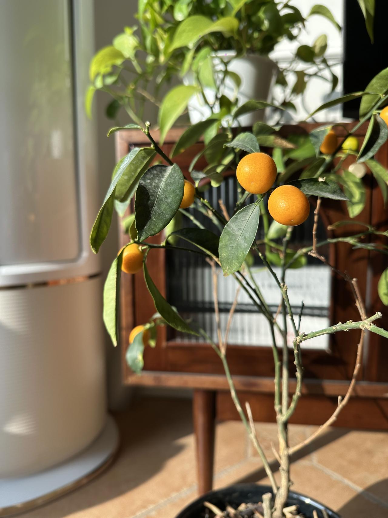 分享我这周有趣的事：养了半年的小金橘子已经变黄，但是个头太小了。有没有经验的条友