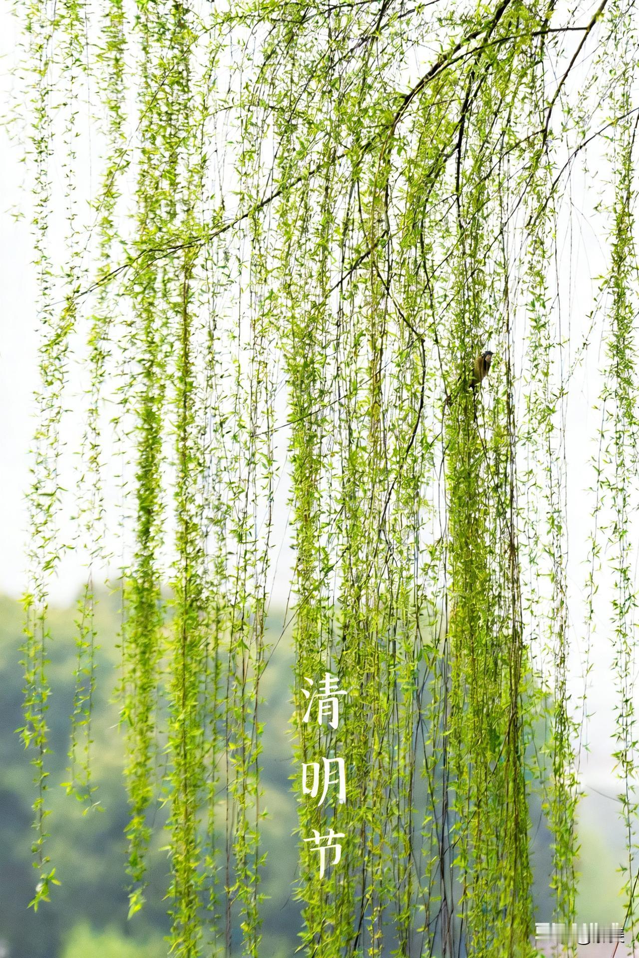 清明寄哀思，愿故去的亲人在天堂一切安好[蜡烛][蜡烛][蜡烛][祈祷][祈祷][