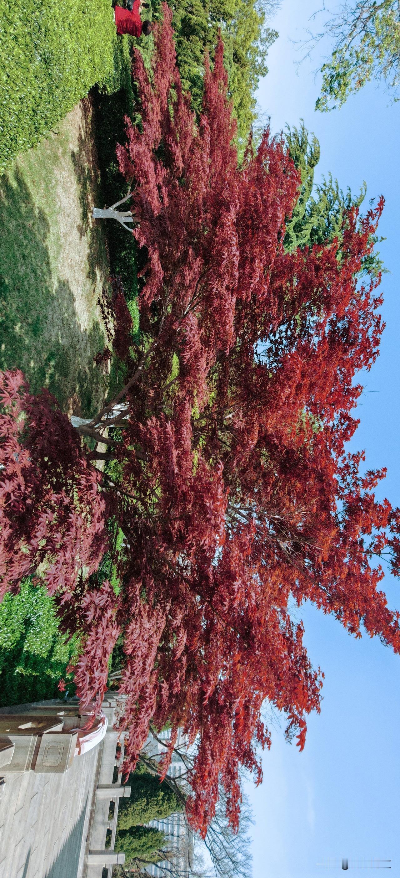各有千秋的红枫个鸡爪枫，都是一道靓丽的风景。