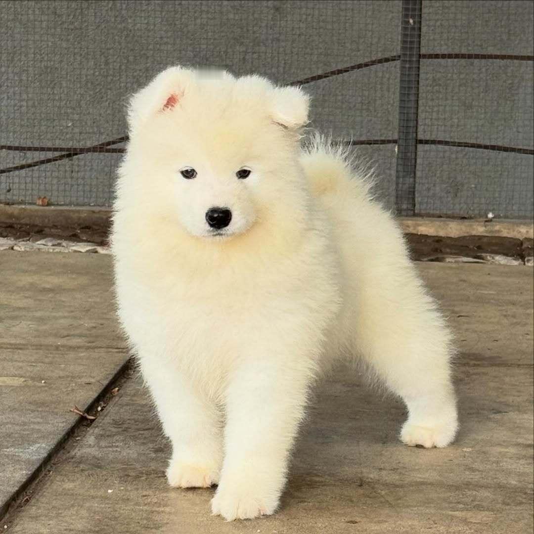 请问这里收留拆家小狗吗 