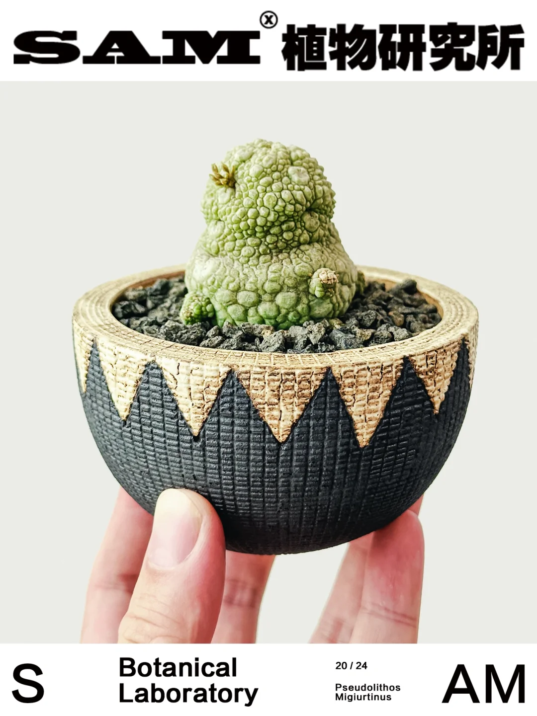 凝蹄玉｜Pseudolithos Migiurtinus