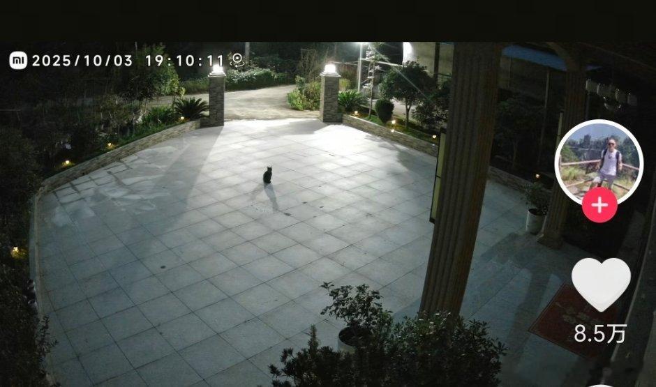 🌿，一大早被一只猫猫感动哭了。网友的爸爸去世了，他从监控里无意间看到爸爸生前养