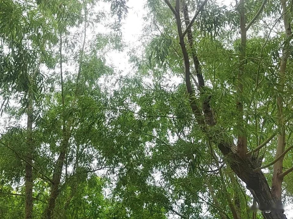 我就是想问问银行员工转走储户的钱，银行是否要承担责任呢？
在最近这几年这种事似乎