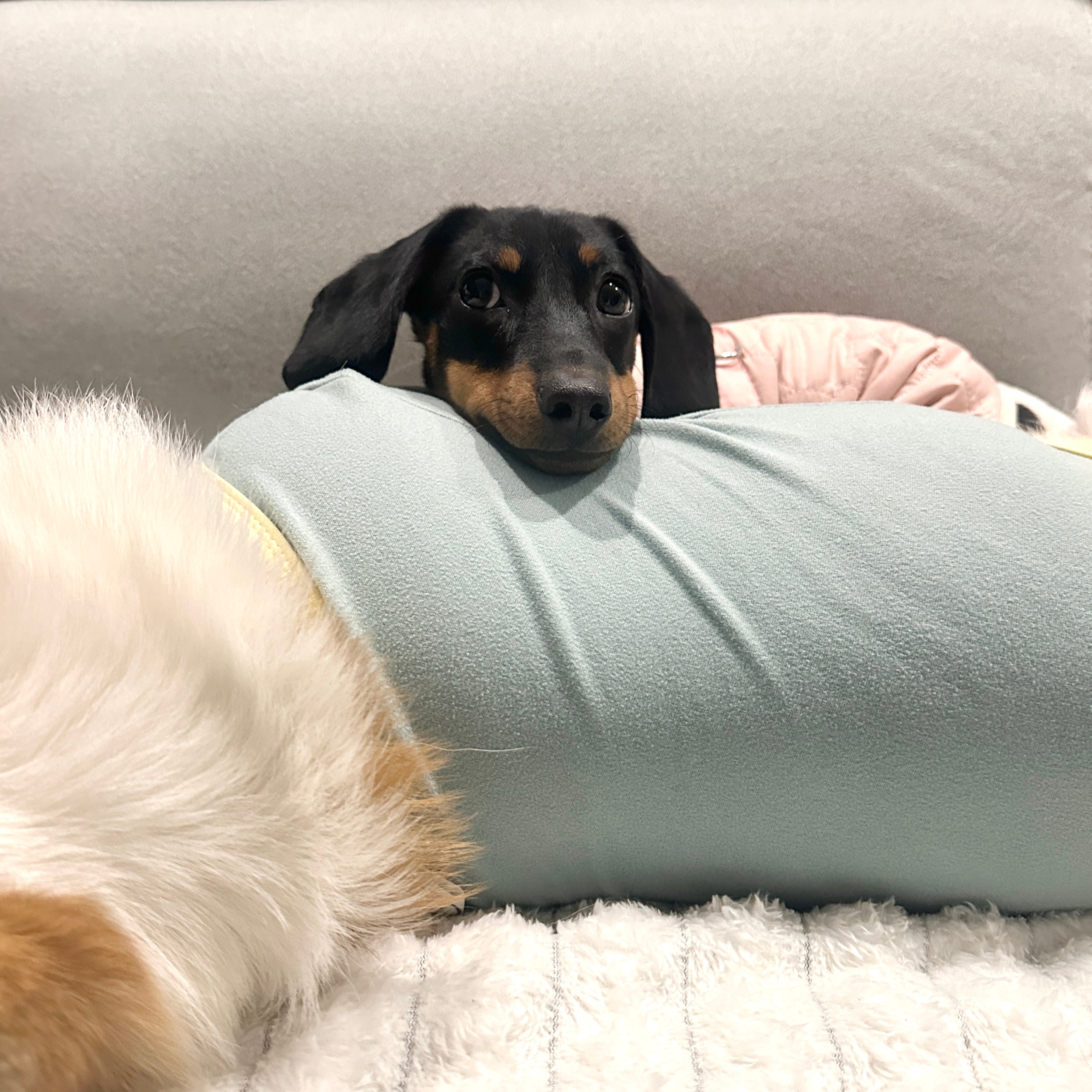 萌 正面看萌侧面看萌左面看萌右面看萌 萌萌萌萌 