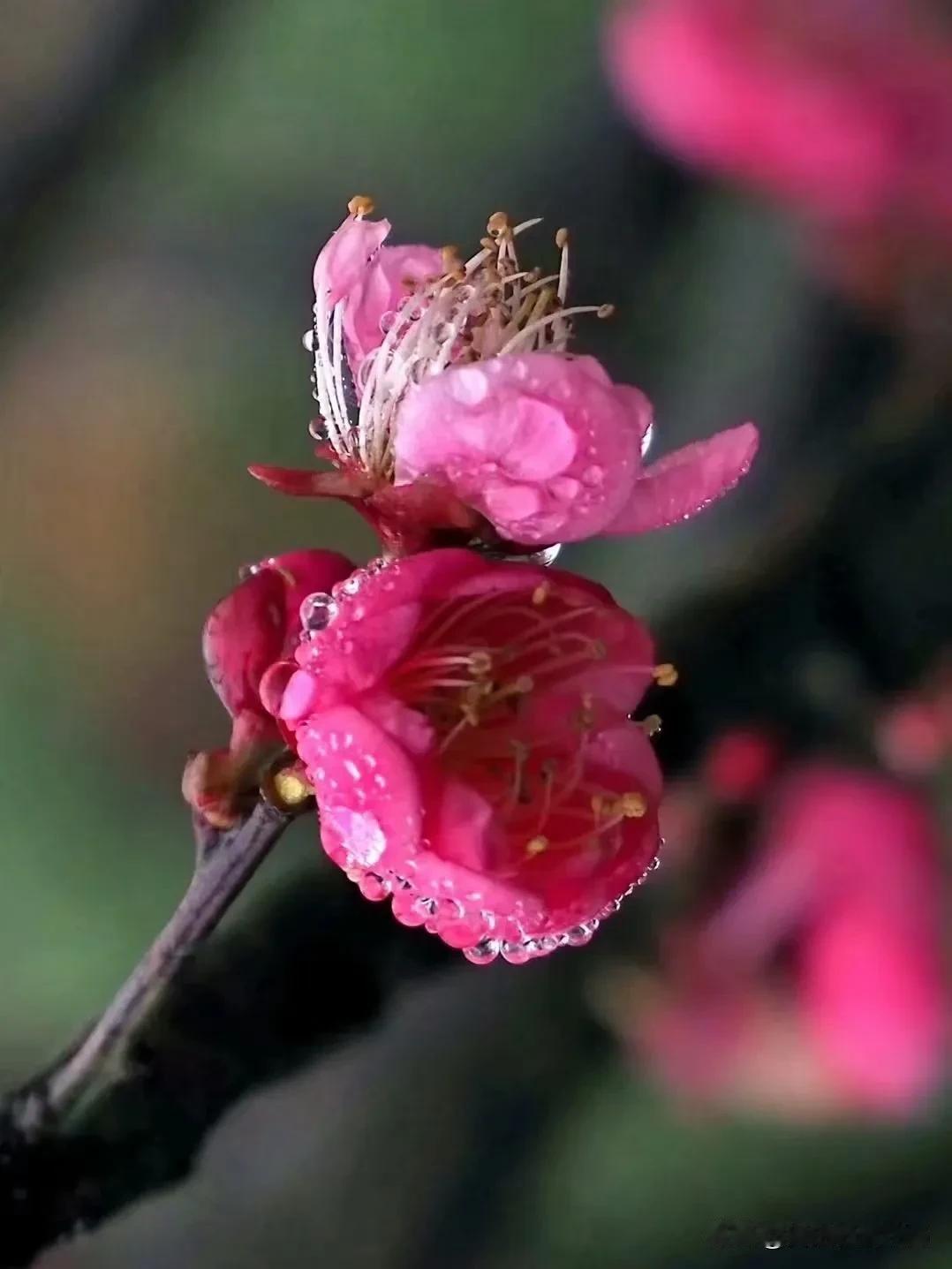 春雨梅花色更娇，
含珠滴露似琼瑶。
一枝萌动荣光透，
万树缤纷锦绣招。
玉李先输