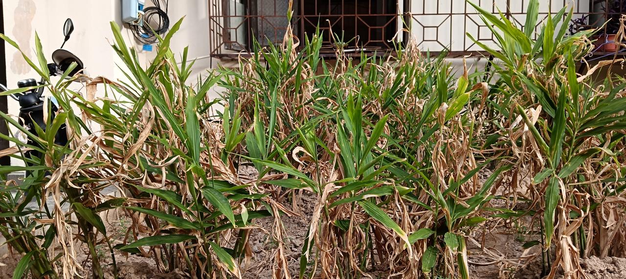 《秋时已到》夏热秋凉是一年一度必须轮回的季节，这丘生姜终于熬出头了。身下干枯的叶