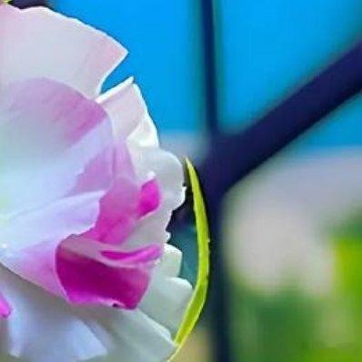 轻罗小扇白兰花，纤腰玉带舞天纱。疑是仙女下凡来，回眸一笑胜星华 