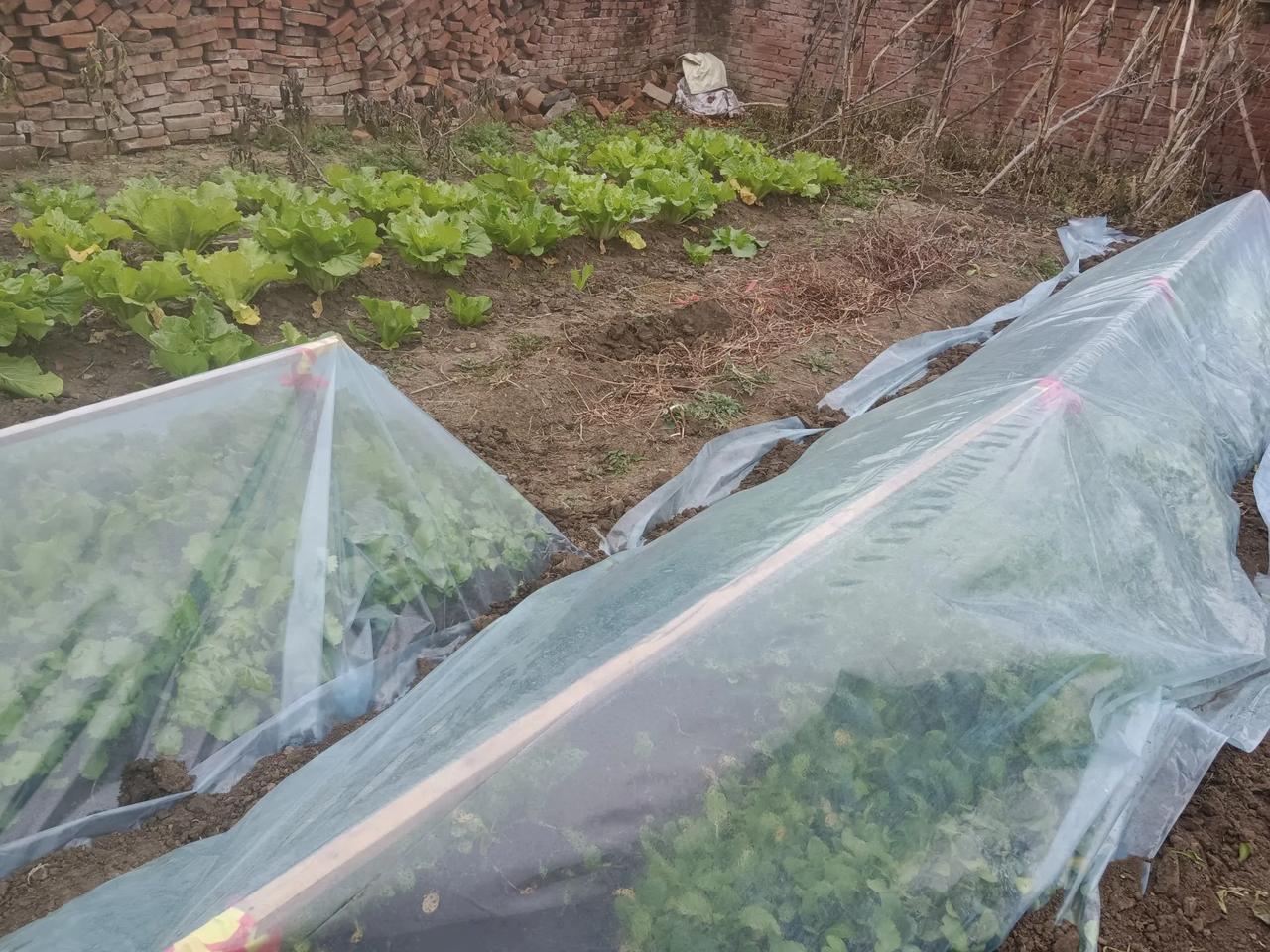 天冷了，我们给小青菜扣上了薄膜，小菜长势不错，新鲜又美味。
一分耕耘一份收获，这