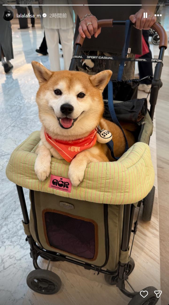 笑死，你下次养只柴吧~~哈哈哈哈 