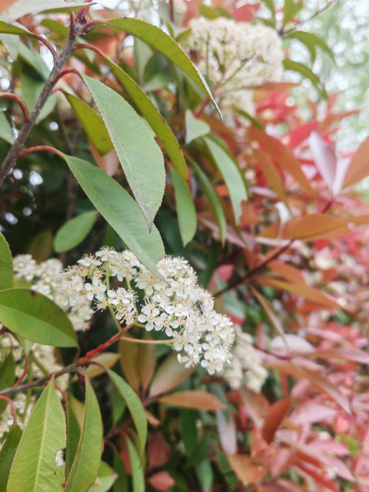 闲来无事，走进大自然，尽享春天气息，各种花开满园香气！