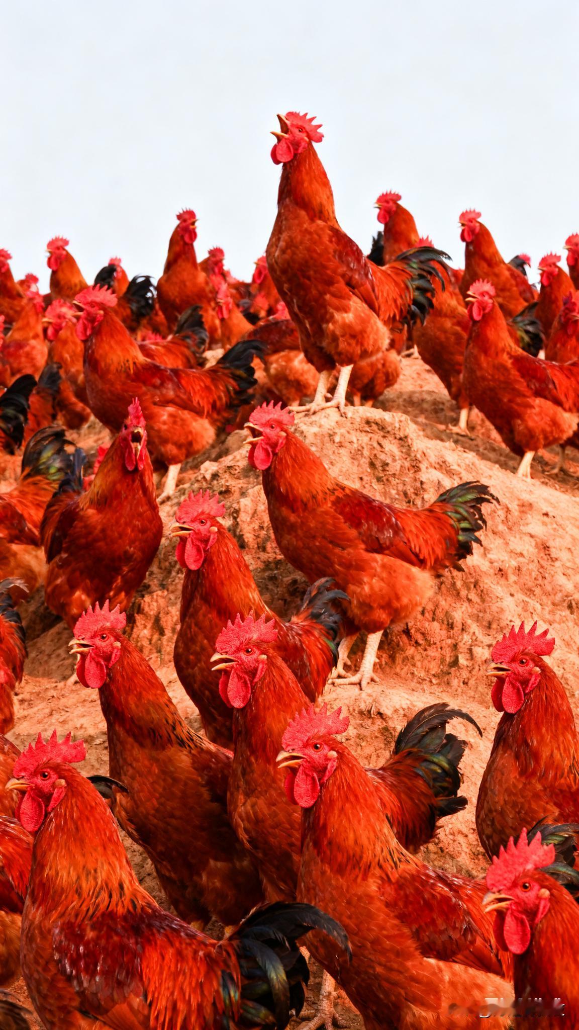 红冠鸡群在田野中自由漫步，生机勃勃！🐔🌾