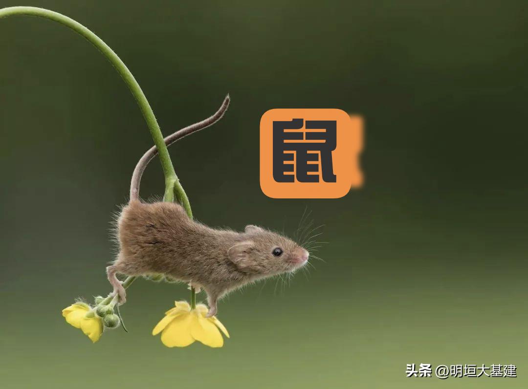 十二生肖也叫“十二缺”，你知道吗？

鼠无脑，牛无齿，虎无颈，兔无唇，龙无耳，蛇